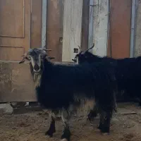 بزغاله و چپش میش بره بز|حیوانات مزرعه|شهرکرد, |دیوار