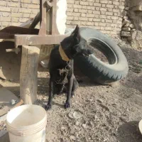 سگ ماده|سگ|لالجین, |دیوار