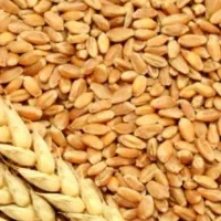 فروش 2تن گندم