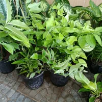 گل آپارتمانی با نازلترین قیمت|گل و گیاه طبیعی|بیرجند, |دیوار