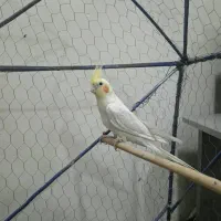 عروس هلندی لوتینیو