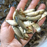 بچه‌ ماهی کپور طلایی روستای بیدزرد|ماهی|شیراز, بید زرد|دیوار