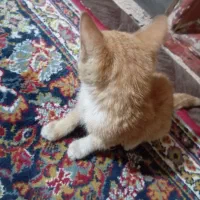 گربه|گربه|تربت جام, میرقوام الدین|دیوار