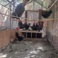 مرغ و خروس قربونی