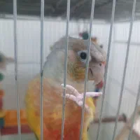 جفت گرینچیک آناناسی...