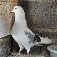 کبوتر پرشی|پرنده|گرگان, |دیوار