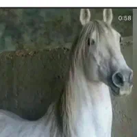 تعدادی اسب