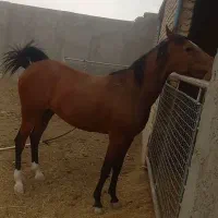 فروش مادیون