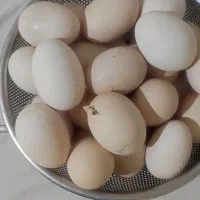 تخم مرغ نطفه دار مرندی و گلپایگان تخم دو زرده