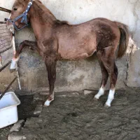 کره عرب مصری