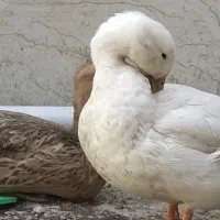 اردک (مرغابی)