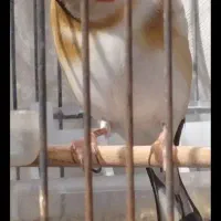 سهره جوجه قفس