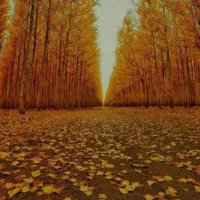 لوله کشی و  بنایی  و نصاب  امورات برقی