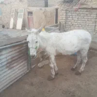 ا راس الاغ ماده گله ی باری