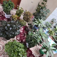 گلهای زیبای خانگی