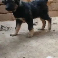 توله نر روزگاری 3ماهه واکسن خورده