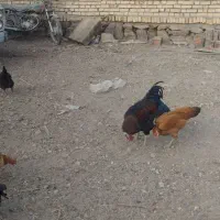 خروس دو عدد|حیوانات مزرعه|گلمکان, |دیوار