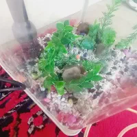 اکواریوم|ماهی|ساروق, |دیوار