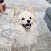 پامر کراس|سگ|اسلام‌شهر, شهرک مفیدی|دیوار