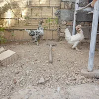 دو عدد مرغ کردستانی به فروش میرسد|حیوانات مزرعه|رومشکان, |دیوار