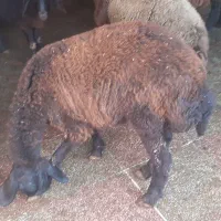 نر بره و ماده افشاری|حیوانات مزرعه|علیآباد کتول, |دیوار