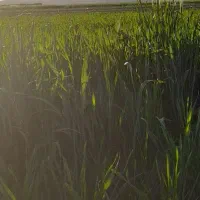 اجاره ۱۰۰۰ هکتار در شهر جدید گلبهار