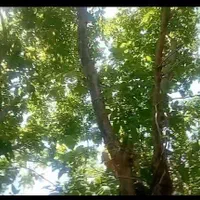 باغ چهاردیواری درروستای امام درویشان