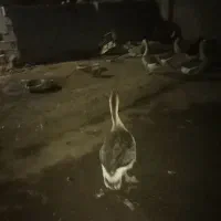 تخم قوقاز دورگ