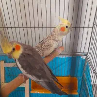 سه تاعروس هلندی باقفس سه میلیون