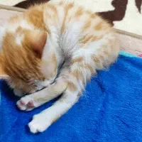 واگذاری بچه گربه