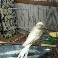 قناری بلند معاوضه