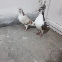 جفت پرستویی