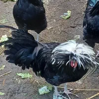 فروش خروس لهستانی