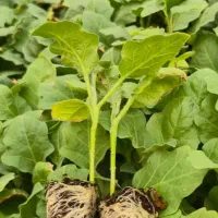 نشا گوجه بادمجان فلفل هندوانه کلم بروکلی گل کلم