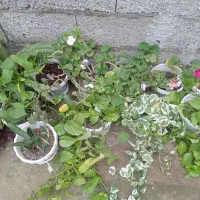 انواع گل|گل و گیاه طبیعی|رشت, بیجارپس|دیوار