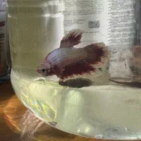 فایتر پلاکت نر رد باترفلای|ماهی|ارومیه, |دیوار