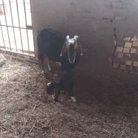 بز و میش و بره|حیوانات مزرعه|یزد, |دیوار