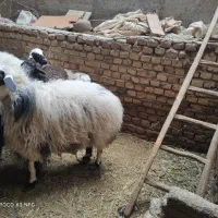 میش   زات خوب  شیر دهی خوب