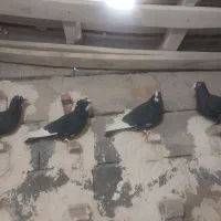 نر سوراخ .پلنگ|پرنده|کرمان, |دیوار