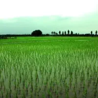 خریدار زمین هستم