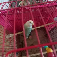 طوطی برزیلی