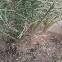 جونگ هلیله ای|گل مصنوعی|فهرج, |دیوار