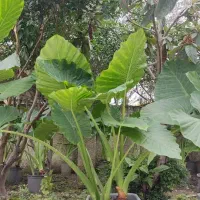 فروش عمده گل بابا آدم نژاد حاره ای جاینت در نوشهر|گل و گیاه طبیعی|تهران, تهرانپارس غربی|دیوار