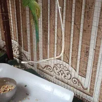 پرنده|پرنده|بیرجند, |دیوار