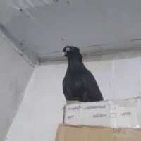 زاغ واکسی درجه یک