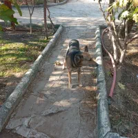 سگ نگهبان|سگ|مشهد, امین آباد|دیوار