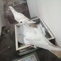 فروش جوجه کفتر ساده