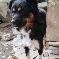 سگ پاکوتا|سگ|مراغه, |دیوار