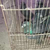 کبوتر زاغ|پرنده|رامیان, |دیوار