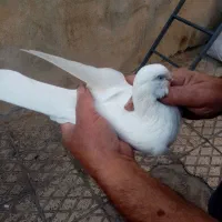 یک جفت سفید بمبویی|پرنده|شیراز, شیخ علی چوپان|دیوار